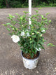 Hibiscus syriacus 'Notwoodtwo'