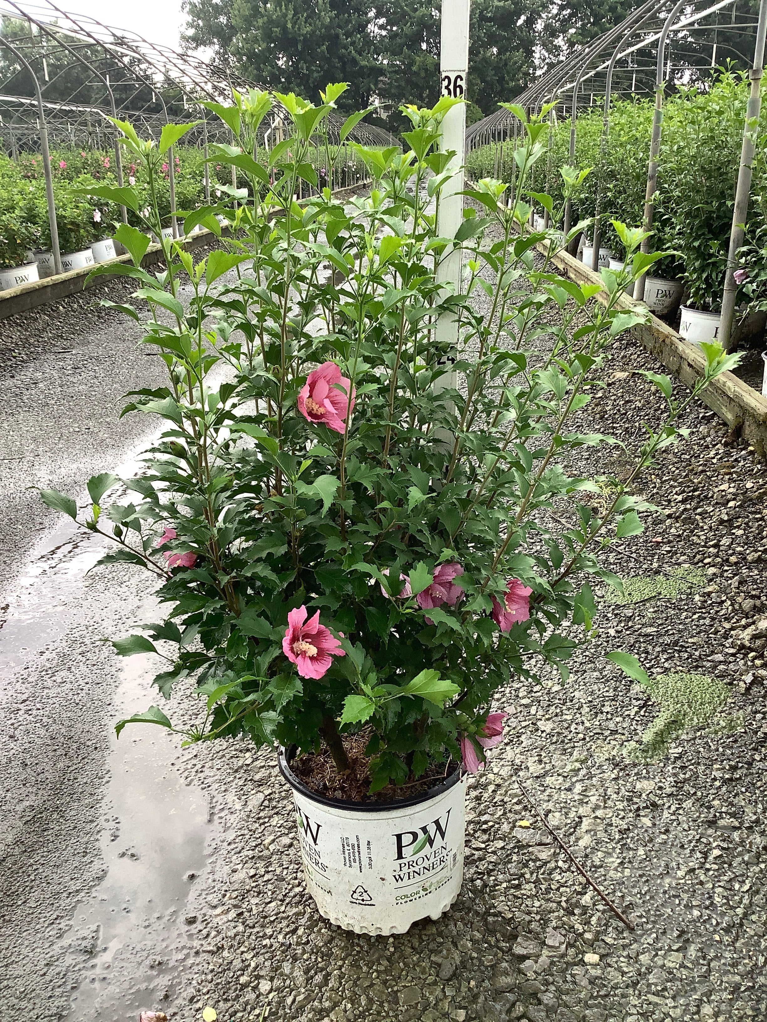 Hibiscus syriacus 'Red Pillar'