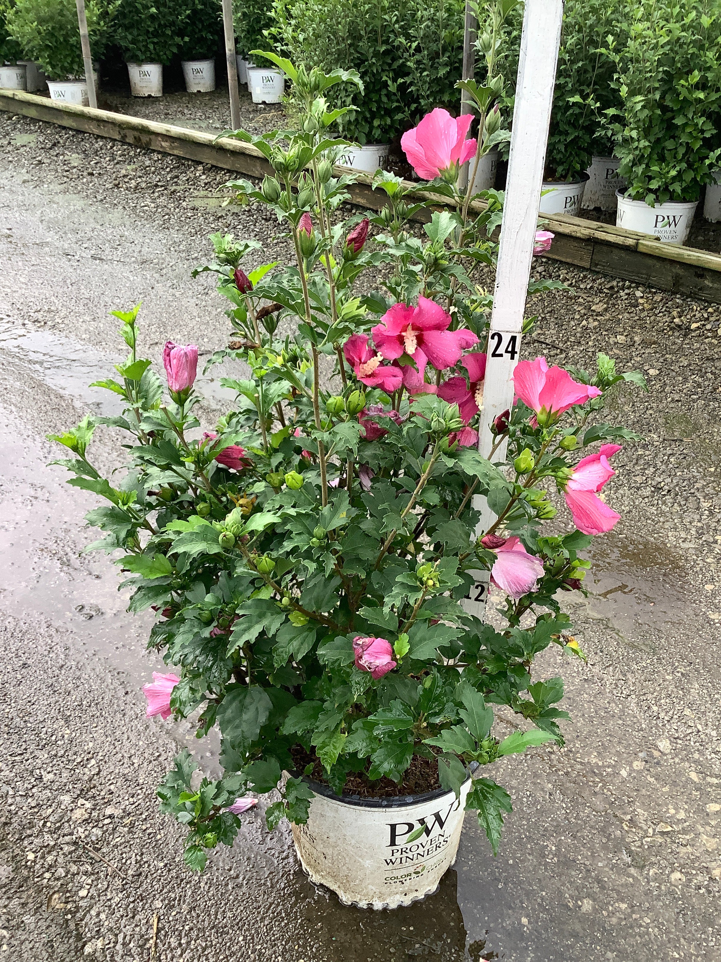 Hibiscus paraplu 'Rouge'