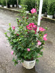 Hibiscus paraplu 'Rouge'