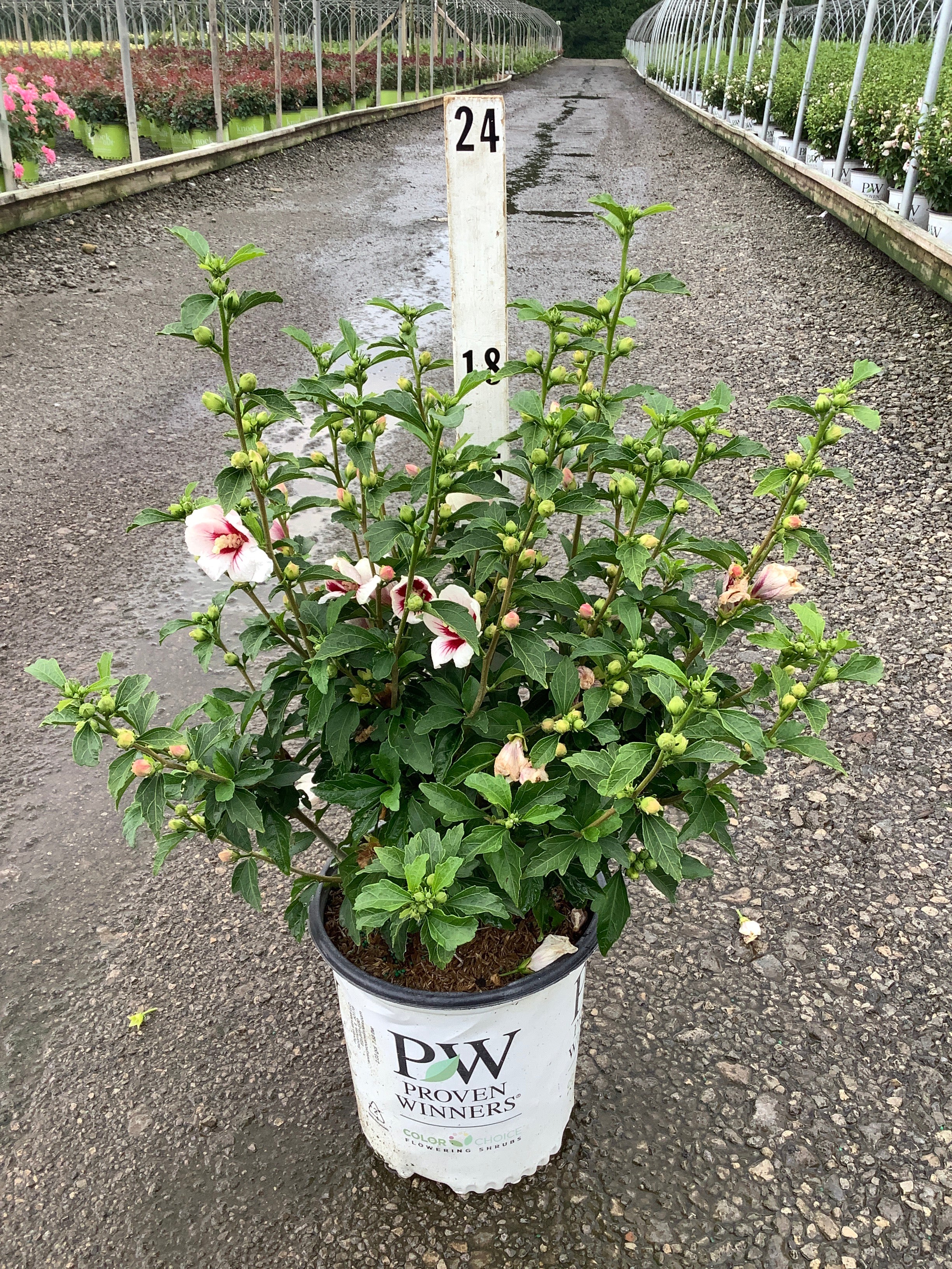Hibiscus syriacus ‘Antong Two’