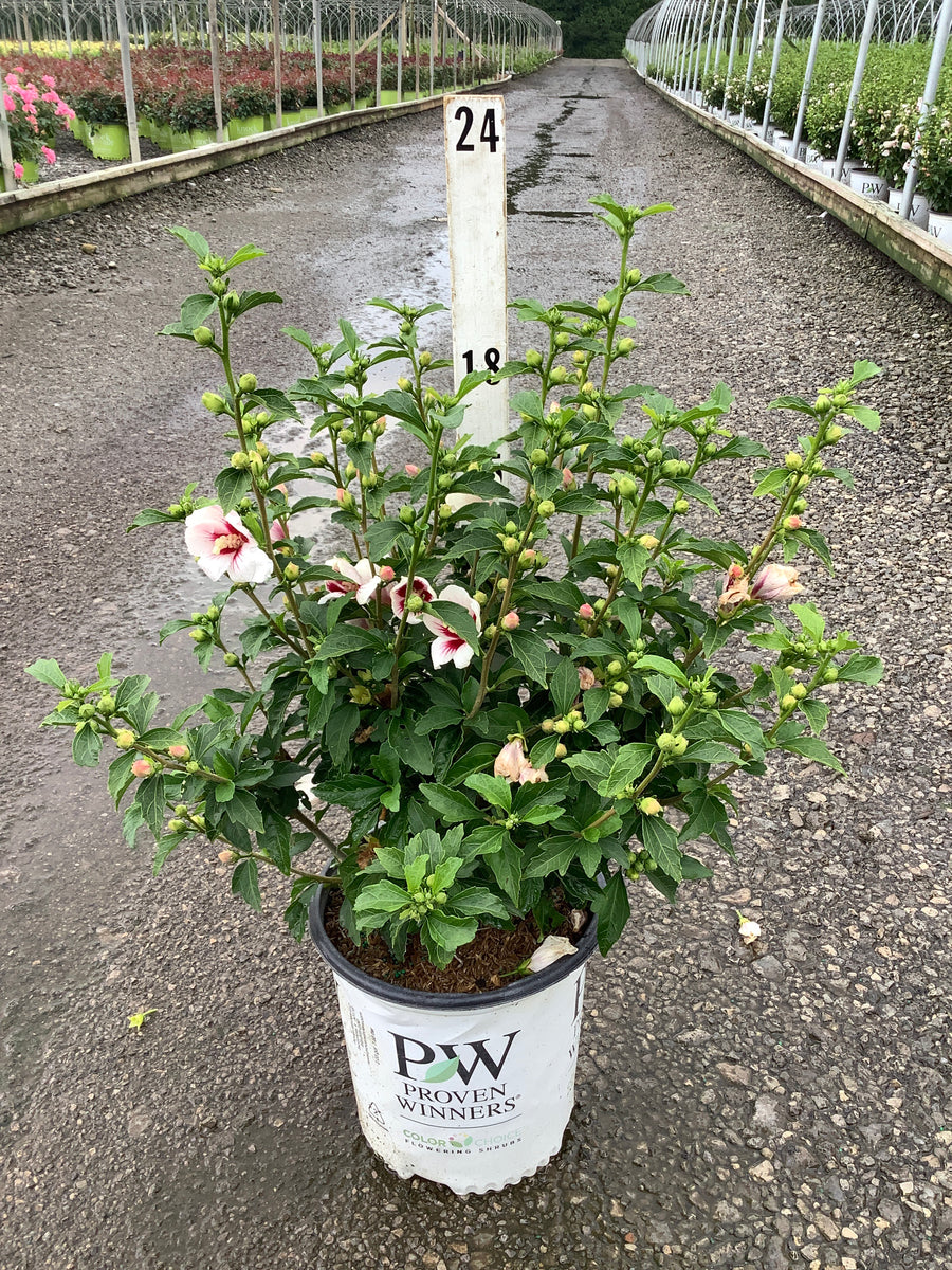 Hibiscus syriacus ‘Antong Two’ â€” G2  PW