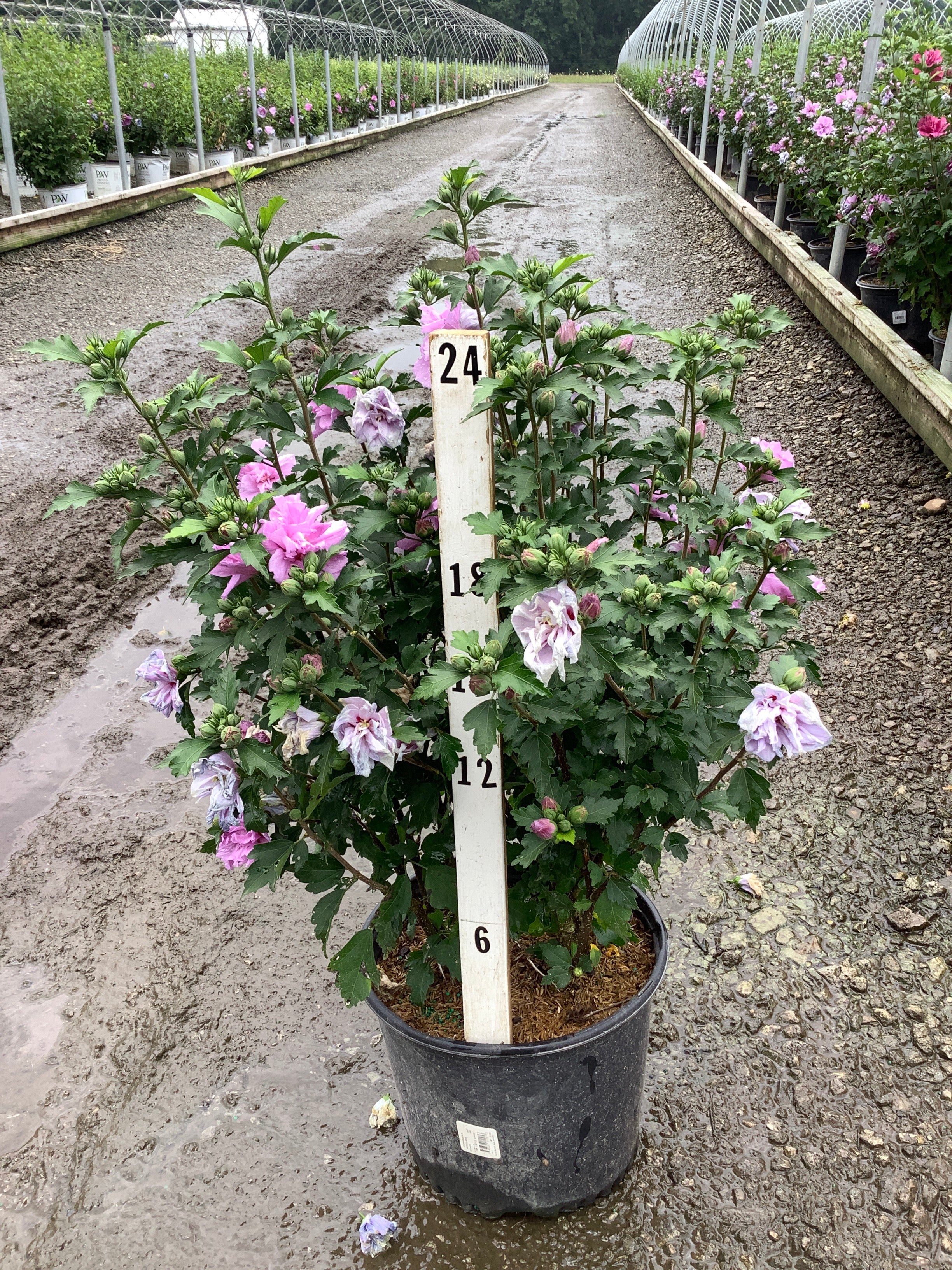 Hibiscus syriacus 'Ardens'