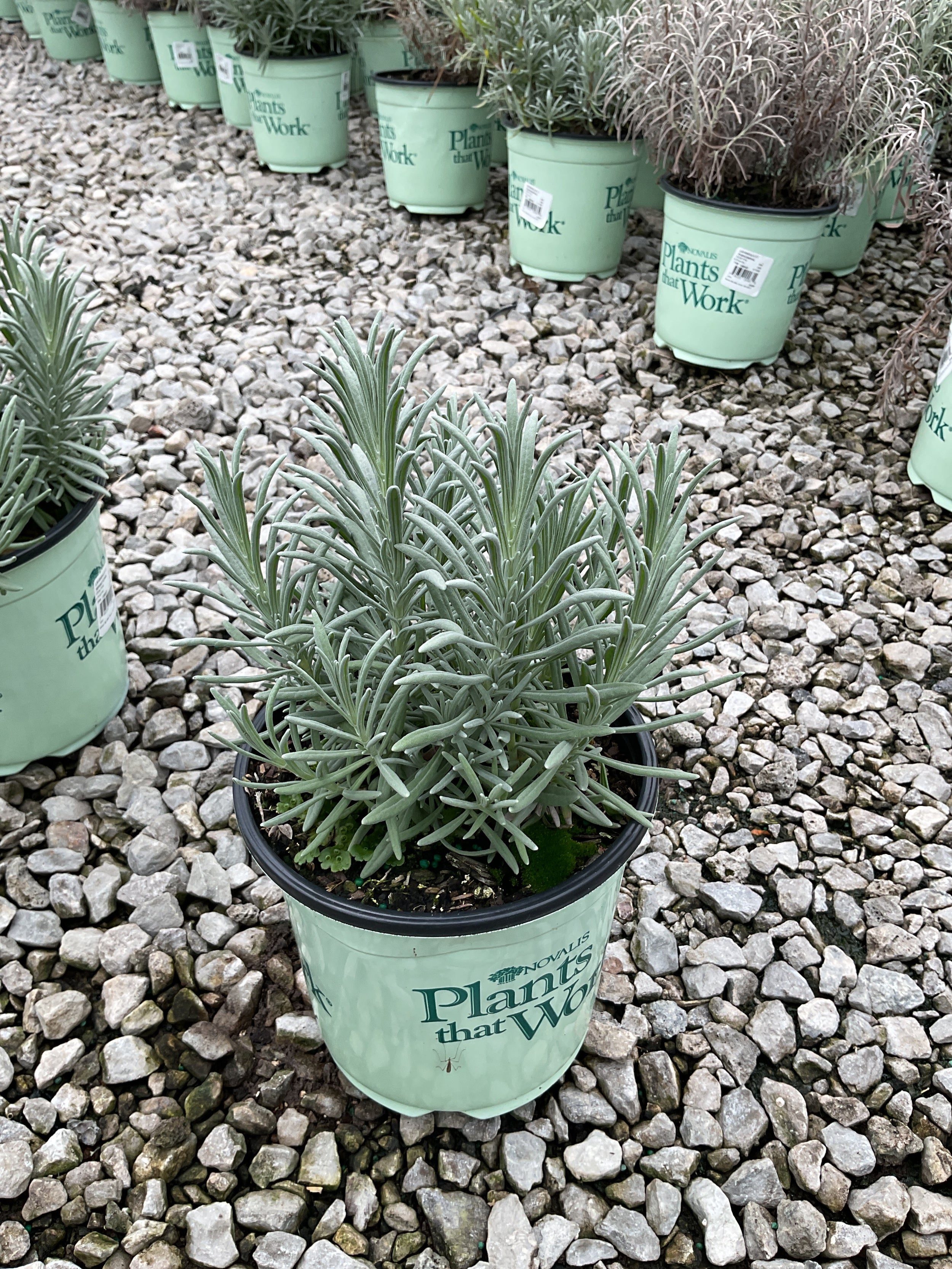 Lavandula x i. 'Sensational'