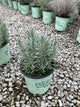 Lavandula x i. 'Sensational'