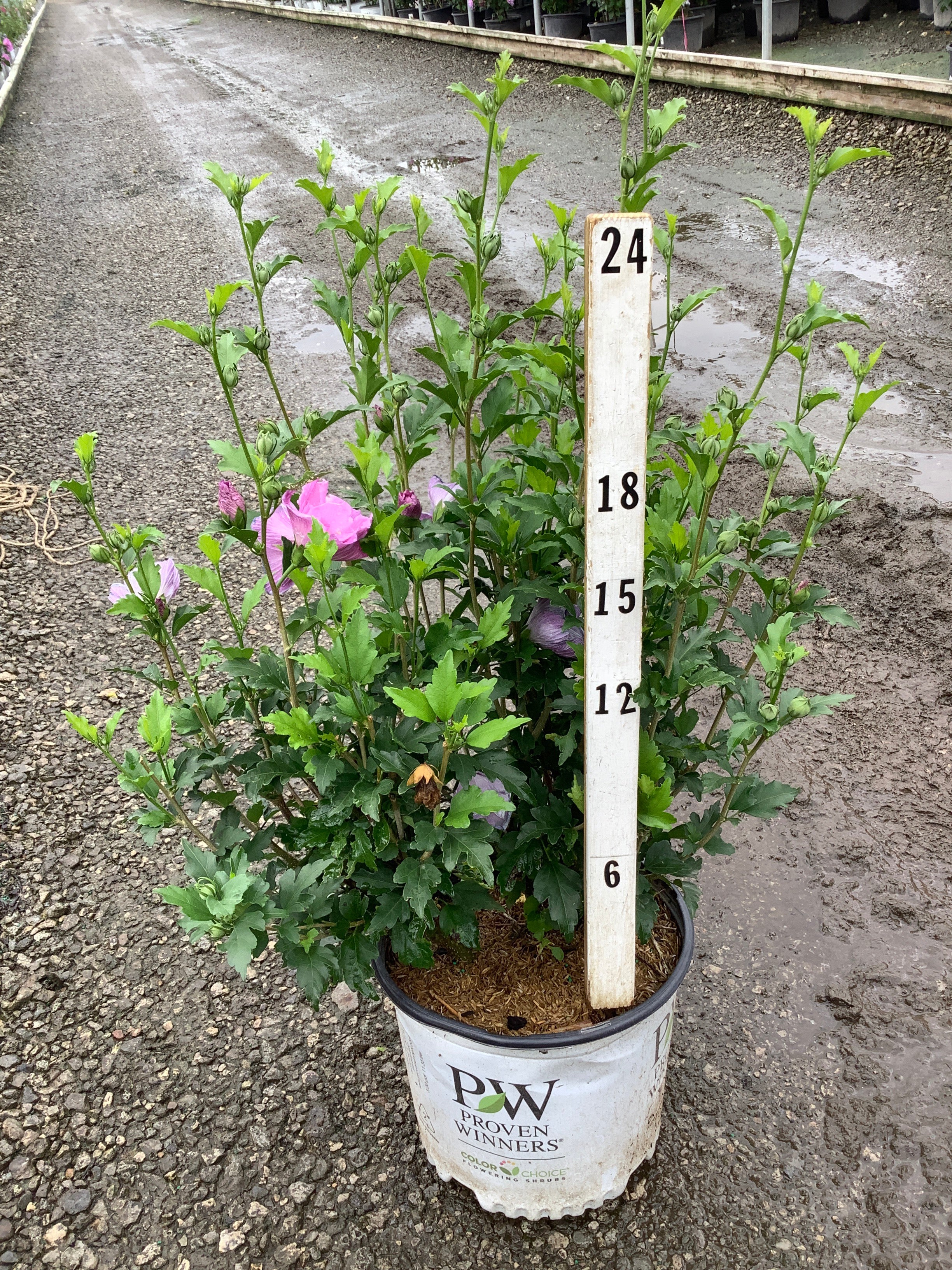 Hibiscus syriacus 'Dark Lav. Chiffon'