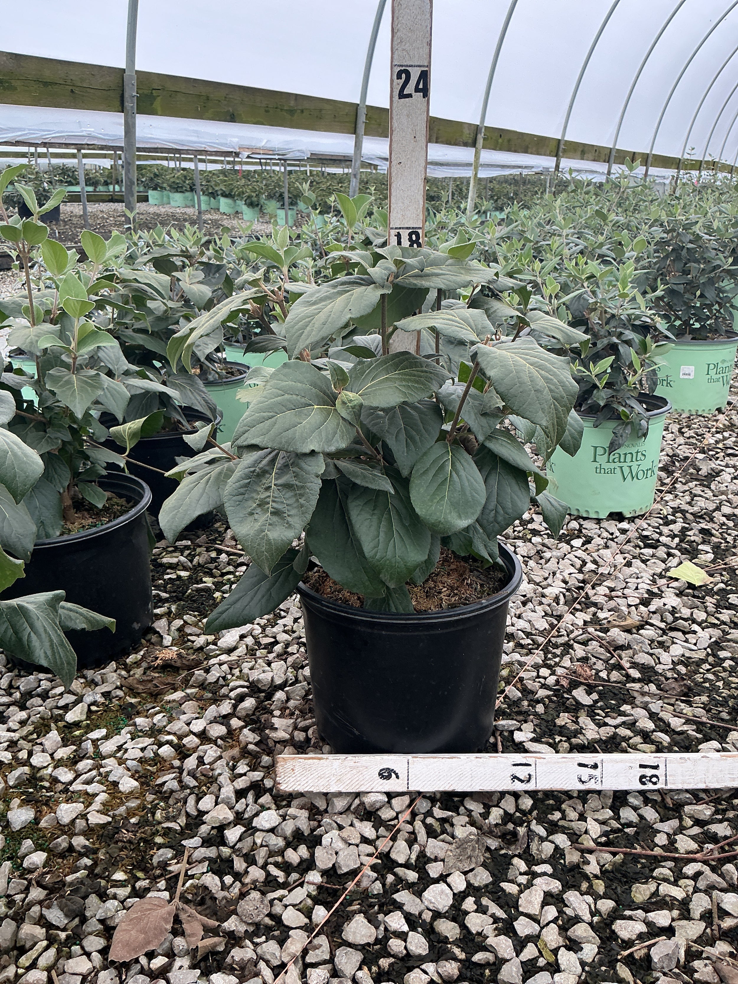 Viburnum x 'Cayuga'