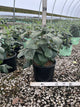 Viburnum x 'Cayuga'