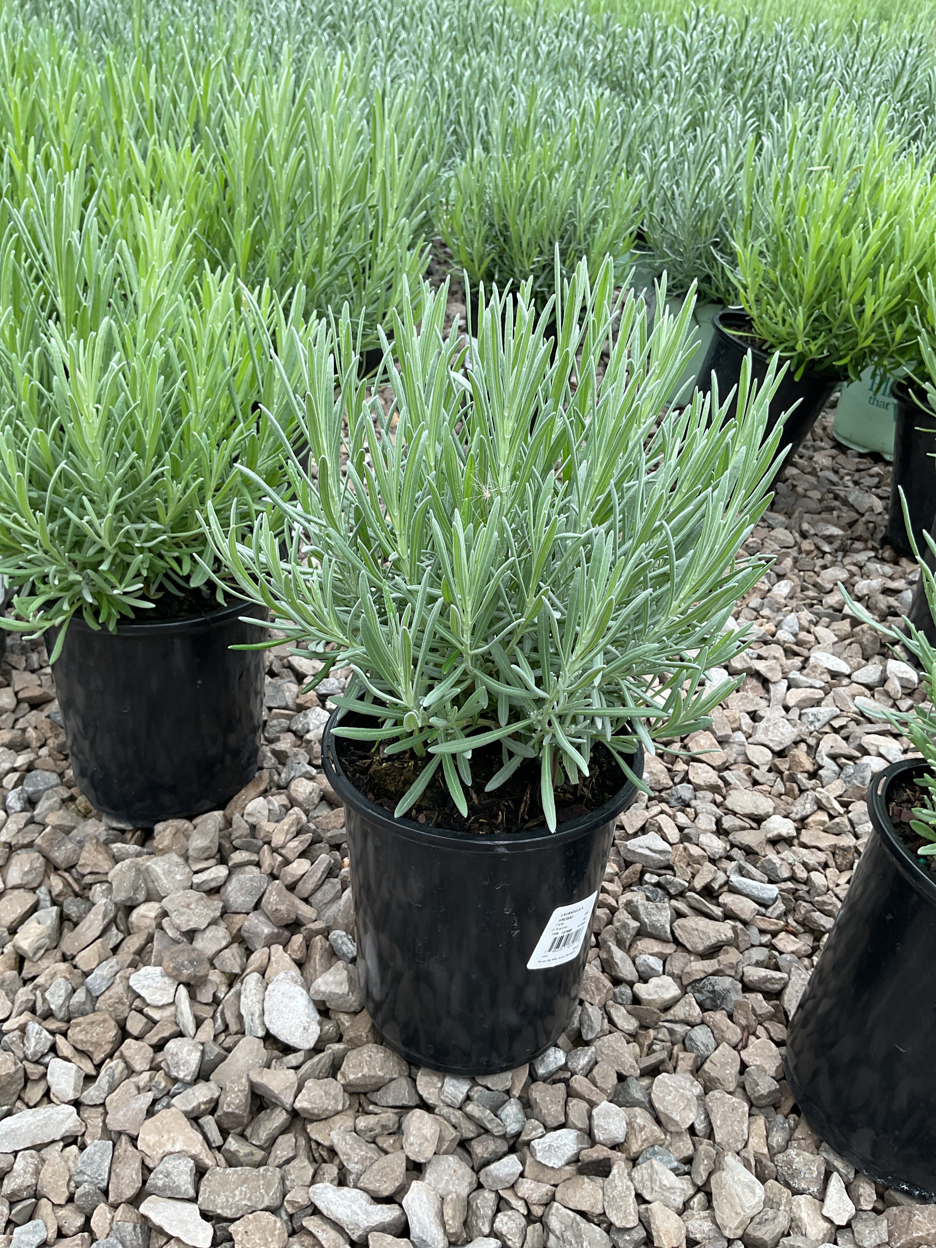Lavandula x intermedia 'Grosso'