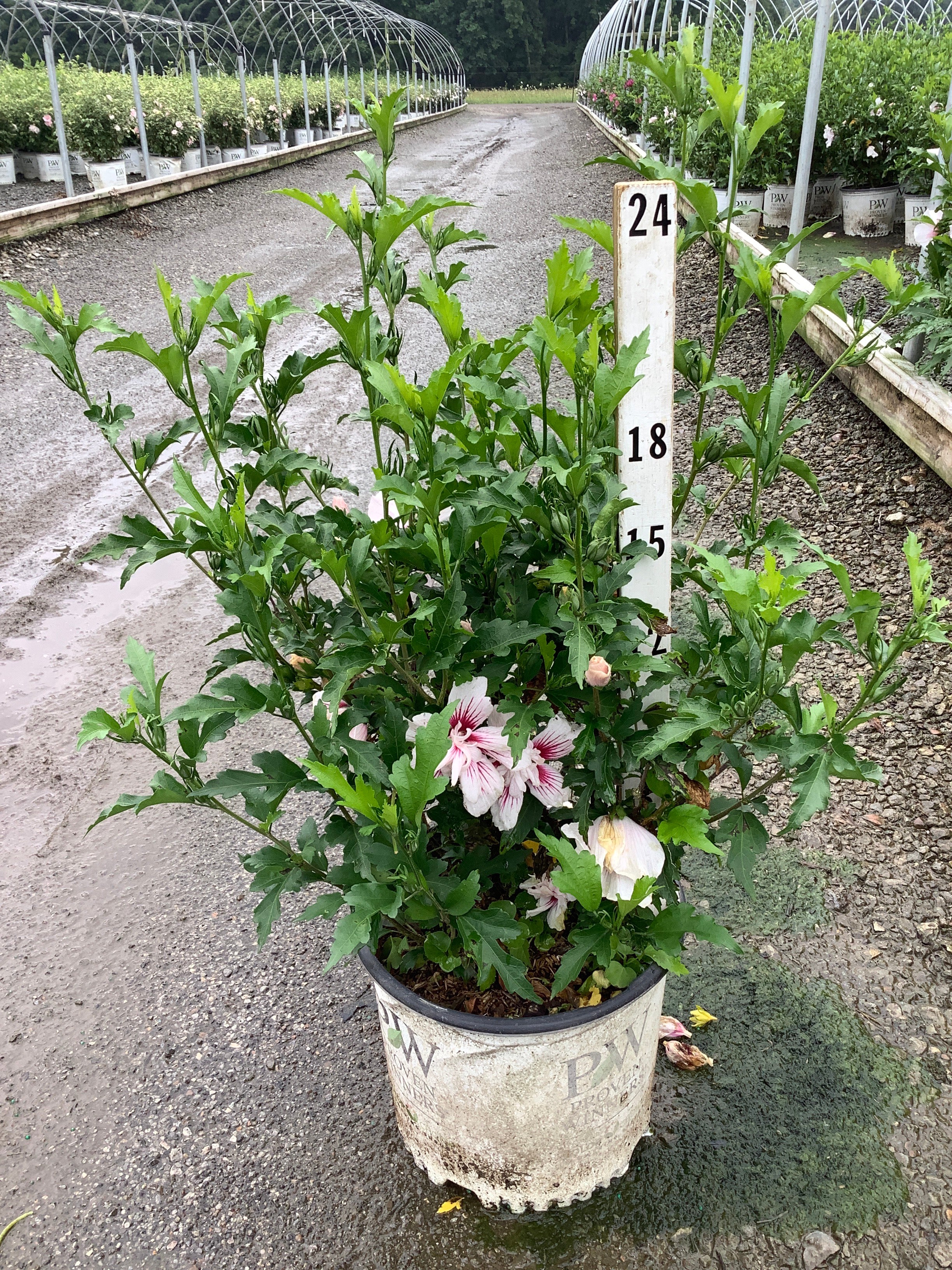 Hibiscus syriacus Starblast Chiffon®