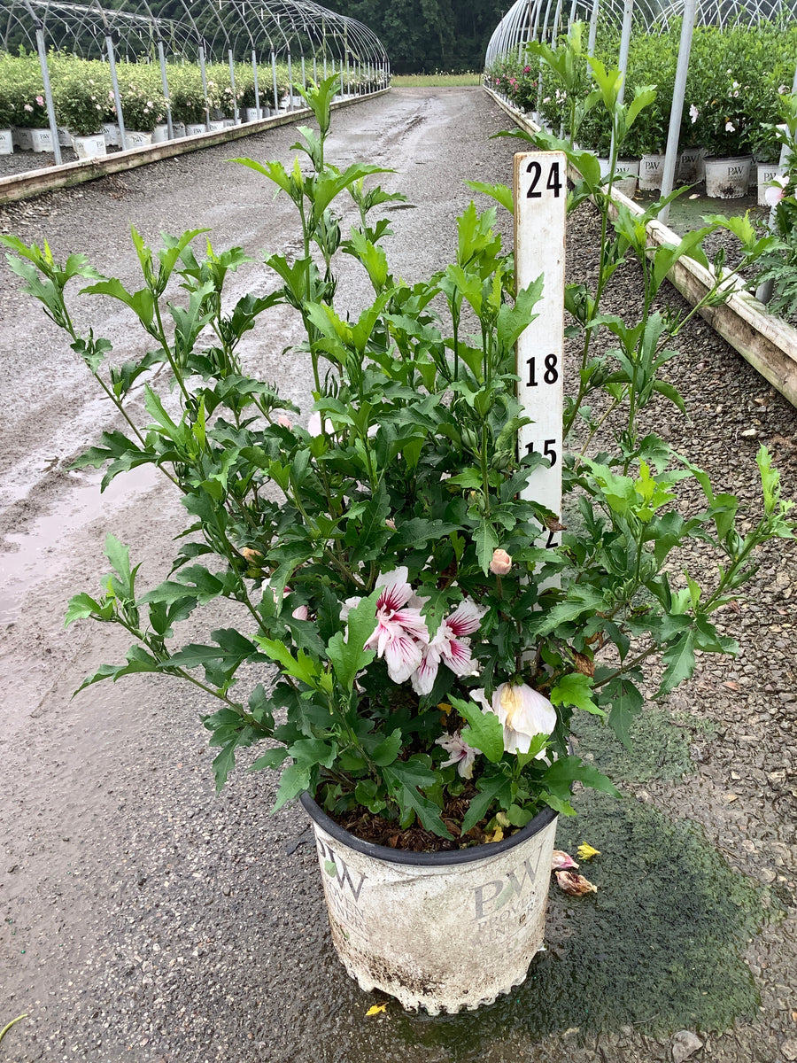 Hibiscus syriacus Starblast Chiffon®