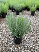 Lavandula x 'Provence'