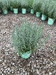 Lavandula x intermedia 'Phenomenal'