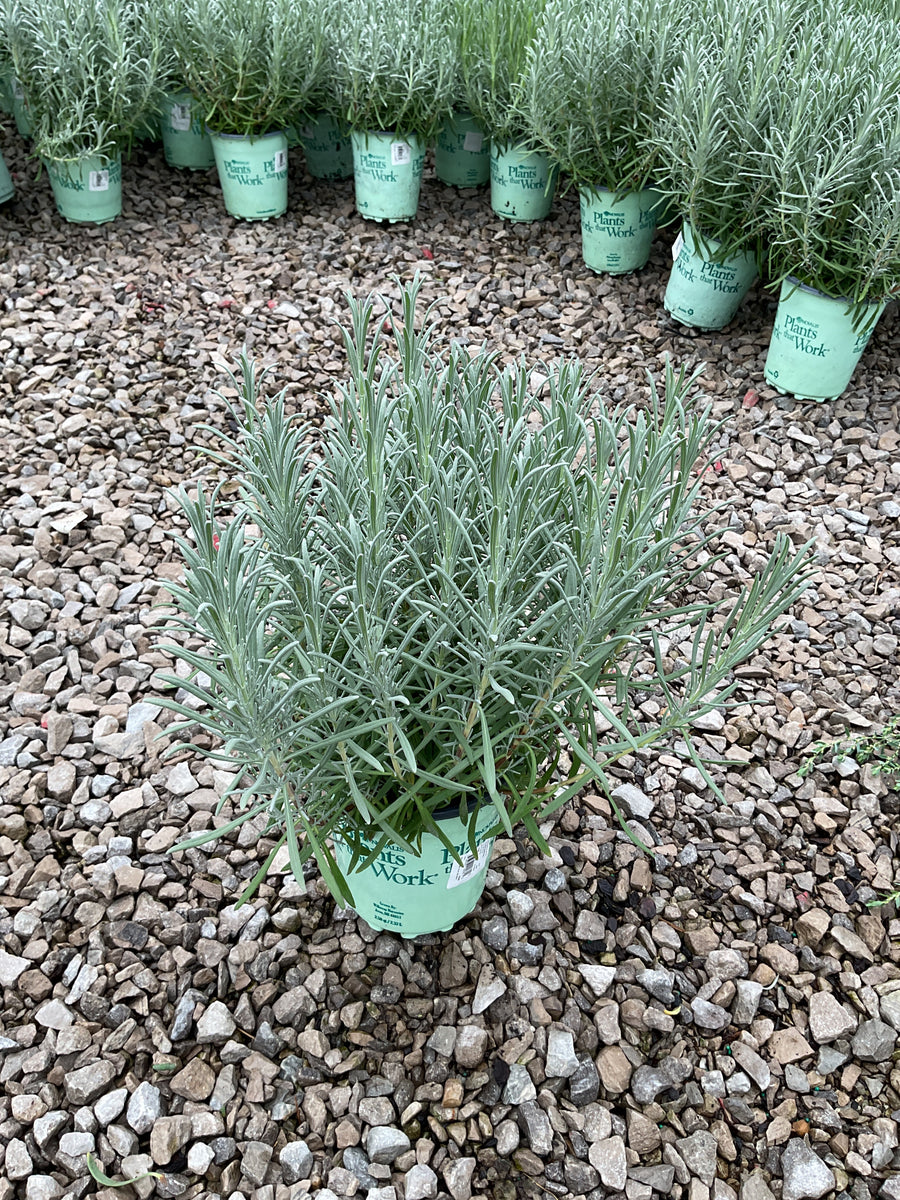 Lavandula x intermedia 'Phenomenal' â€” 17CM PTW