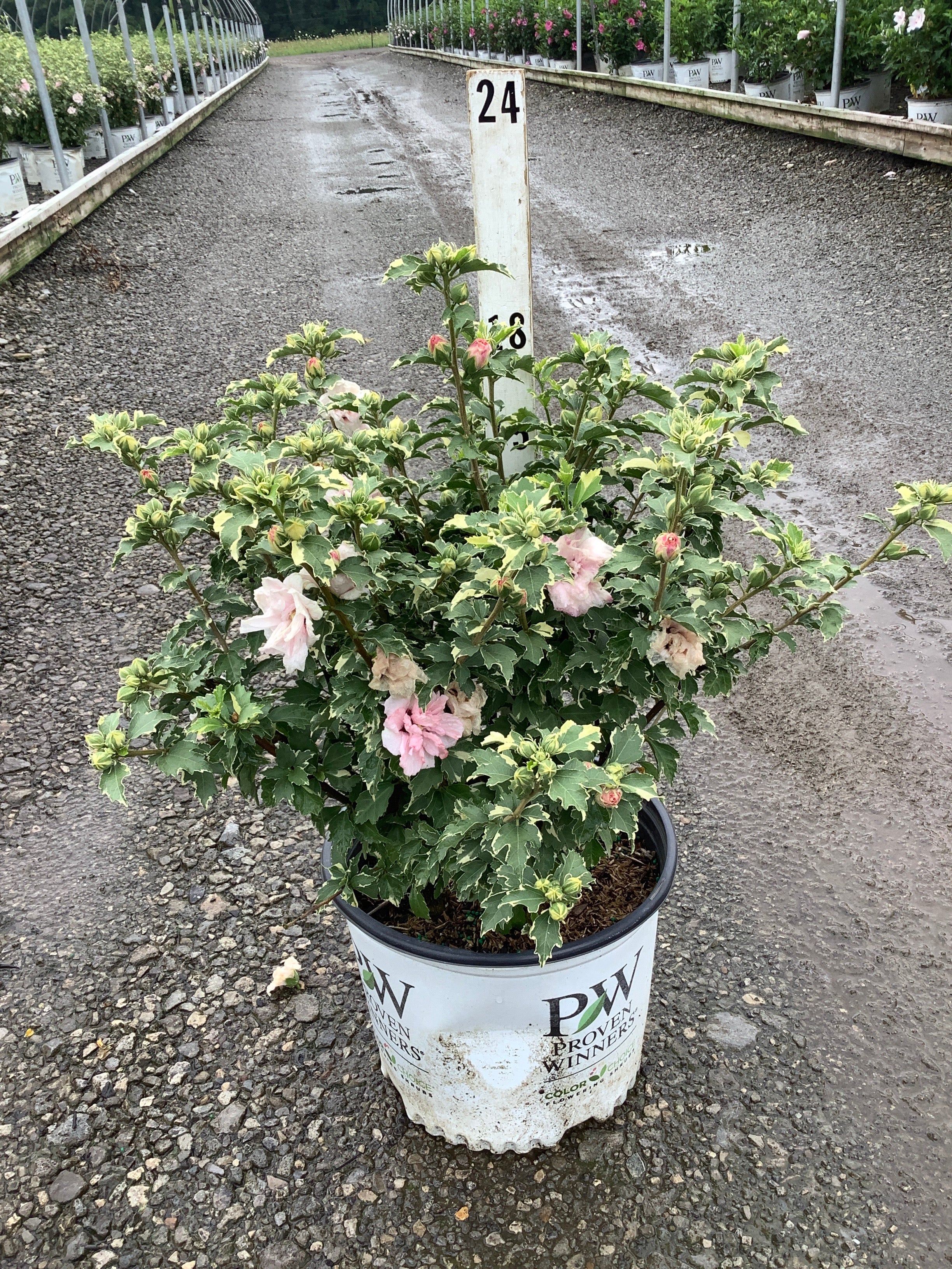 Hibiscus syriacus 'America Irene Scott'