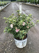 Hibiscus syriacus 'America Irene Scott'