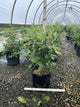 Viburnum x 'Carlesii'