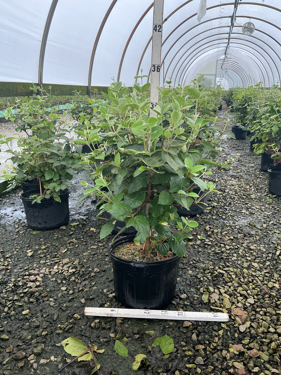 Viburnum x 'Carlesii' â€” G5 24