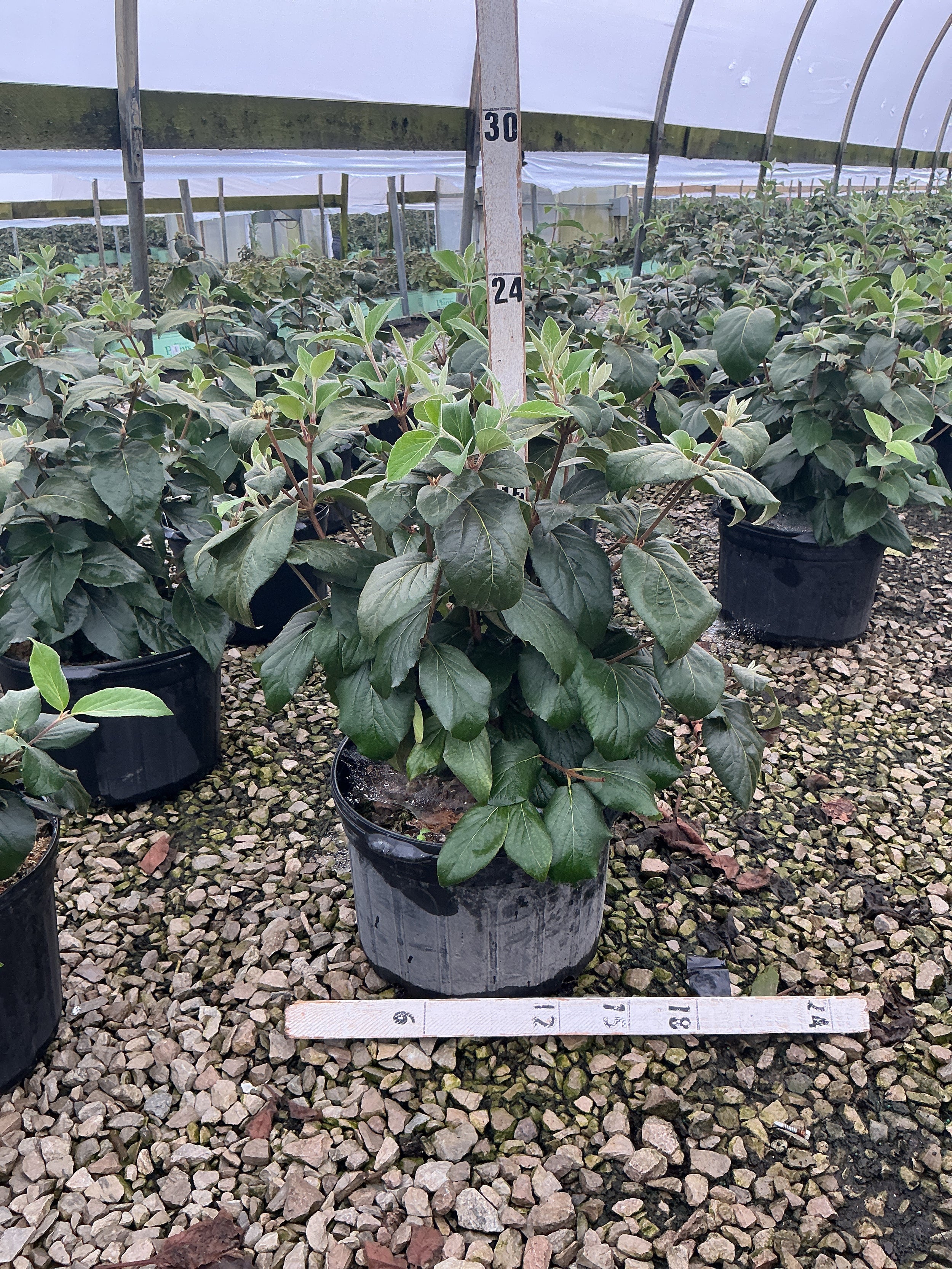 Viburnum x 'Cayuga'