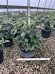 Viburnum x 'Cayuga'