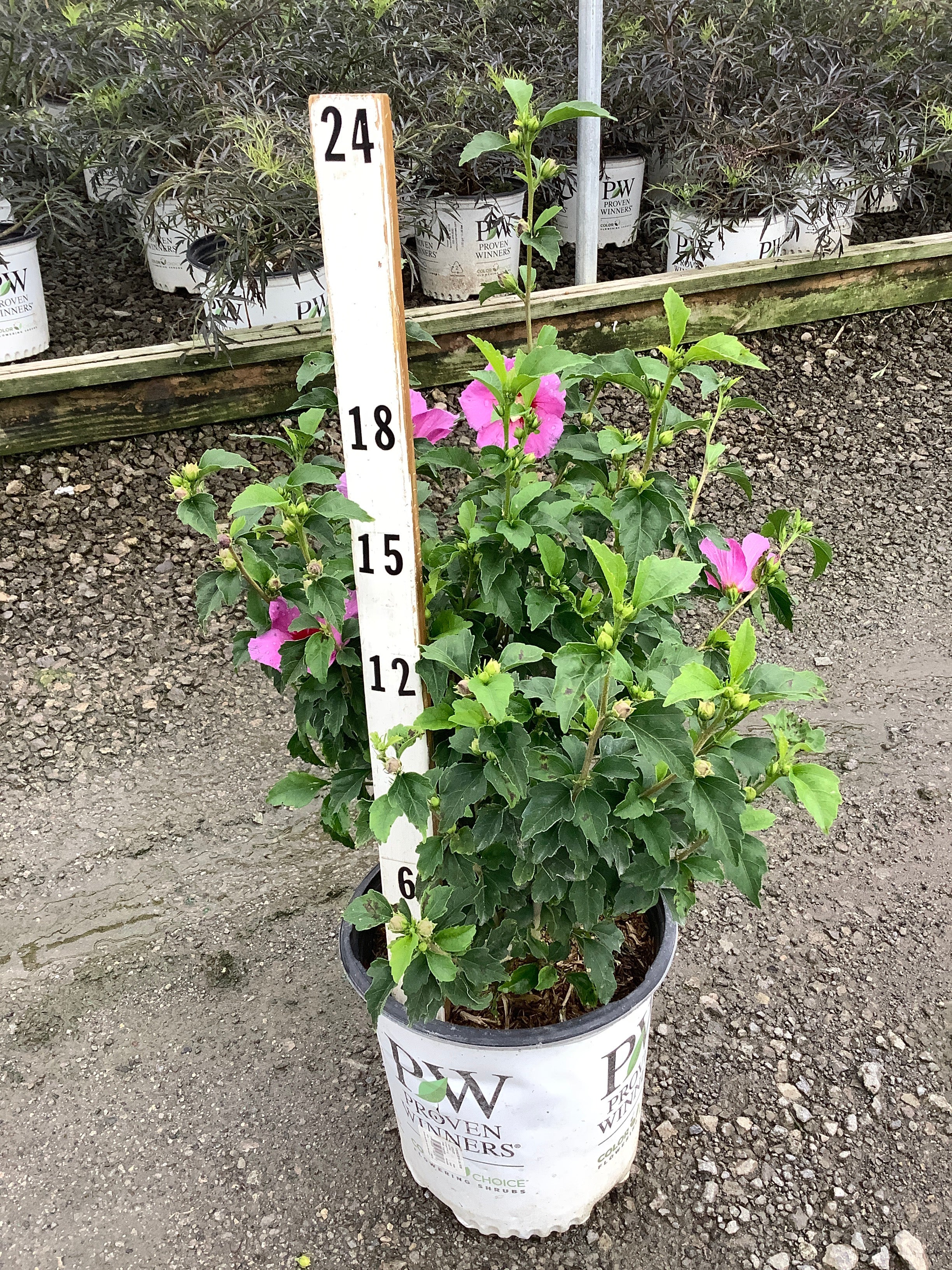 Hibiscus syriacus ‘SHIMRV24’