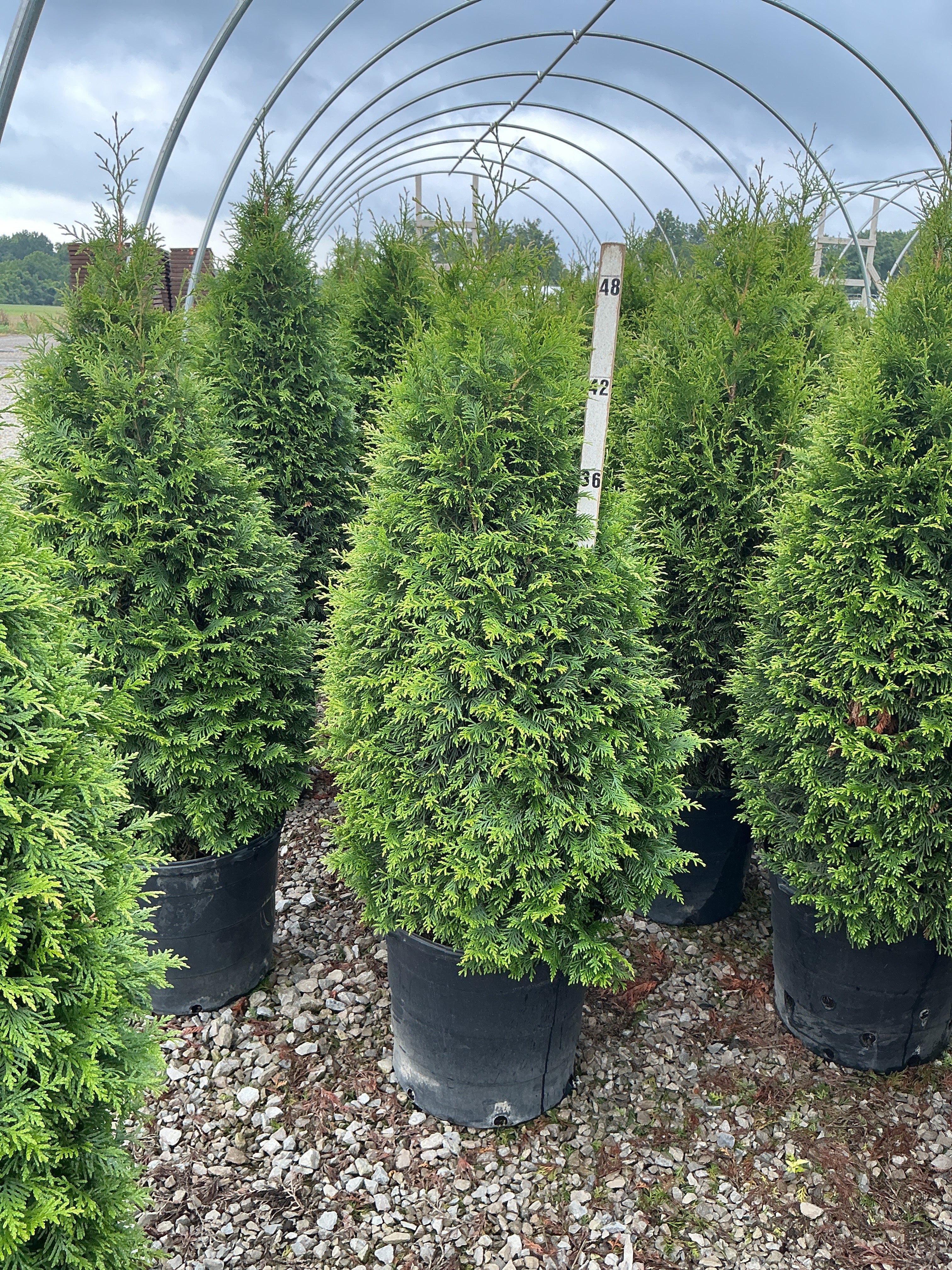 Thuja plicata 'Northern Spire'