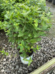 Pycnanthemum muticum