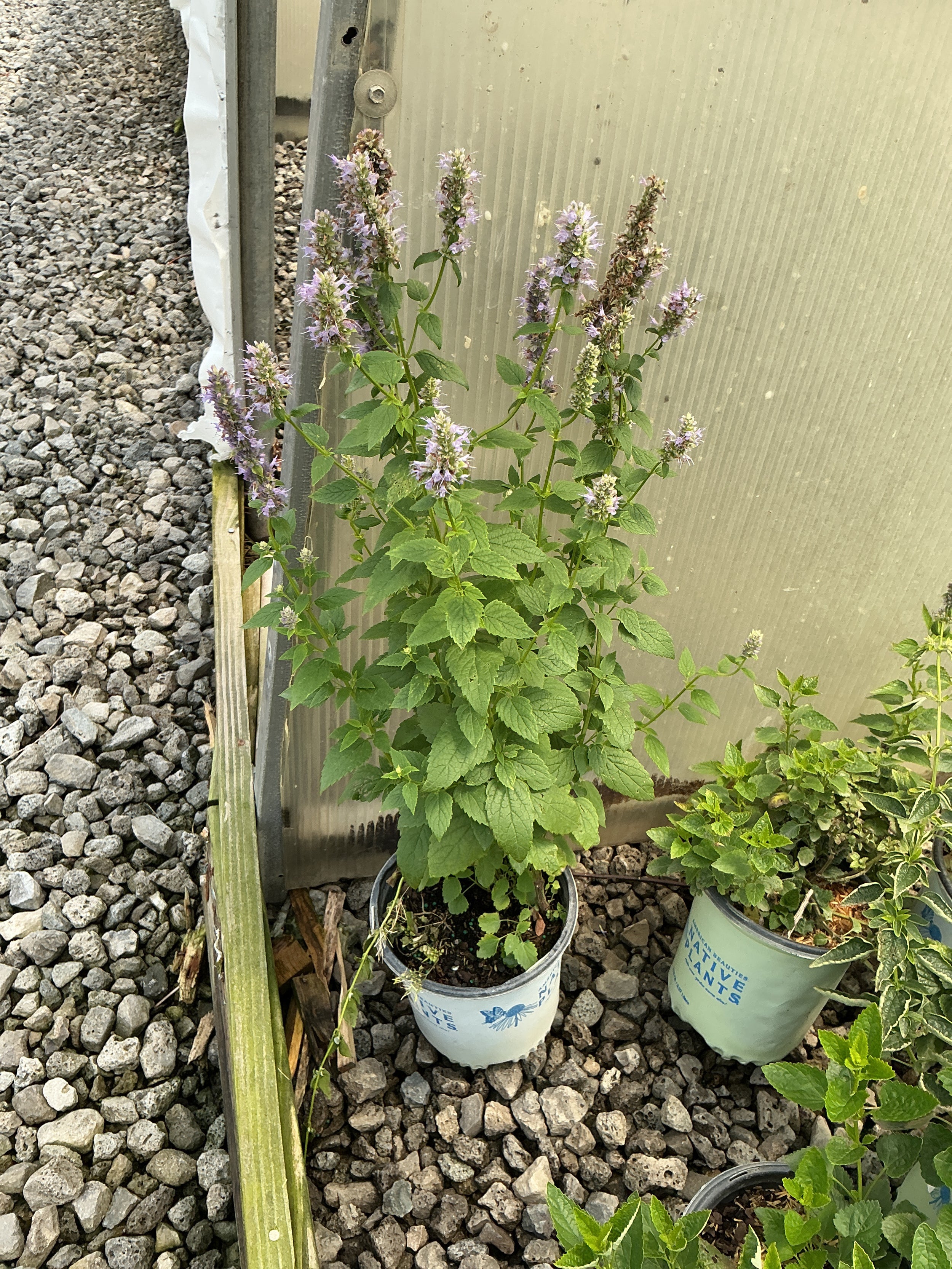 Agastache foeniculum
