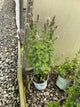 Agastache foeniculum