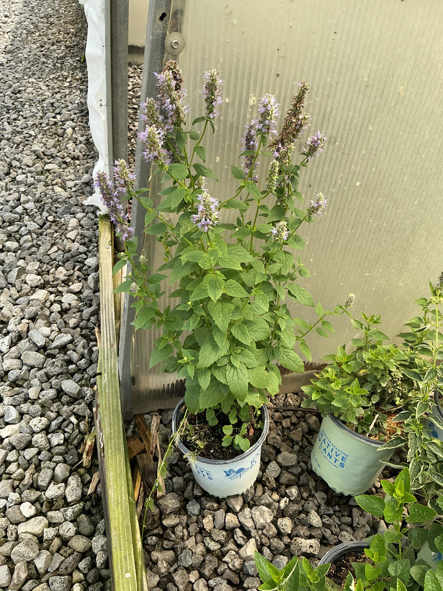 Agastache foeniculum â€” G1 AB