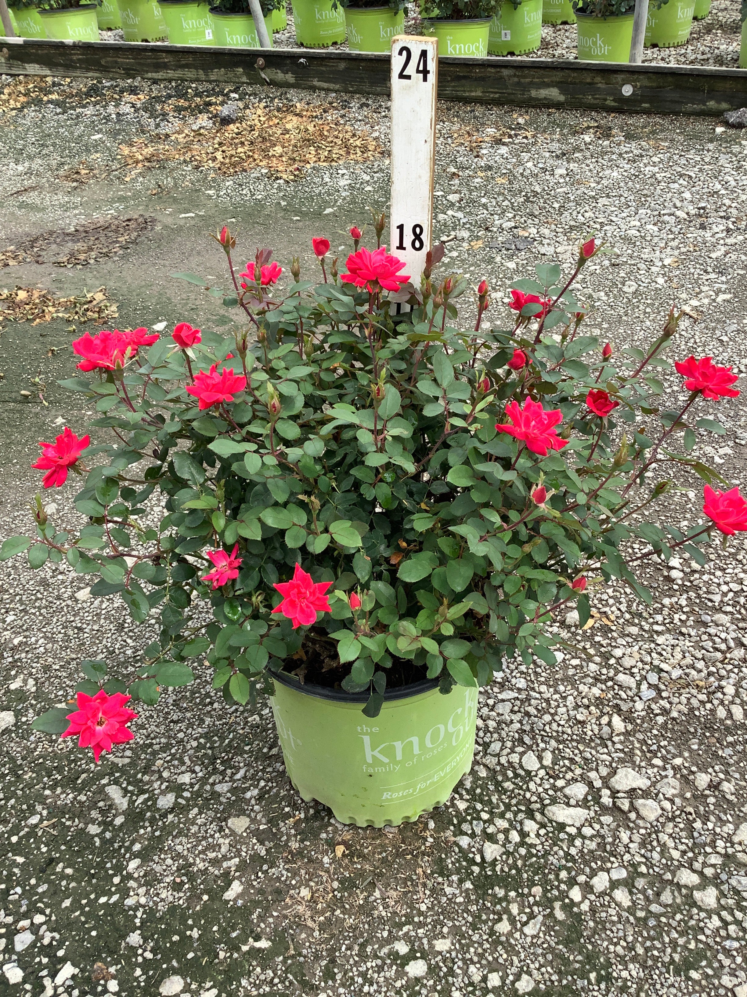 Rosa x Double Red Knock Out®