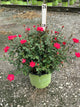 Rosa x Double Red Knock Out®