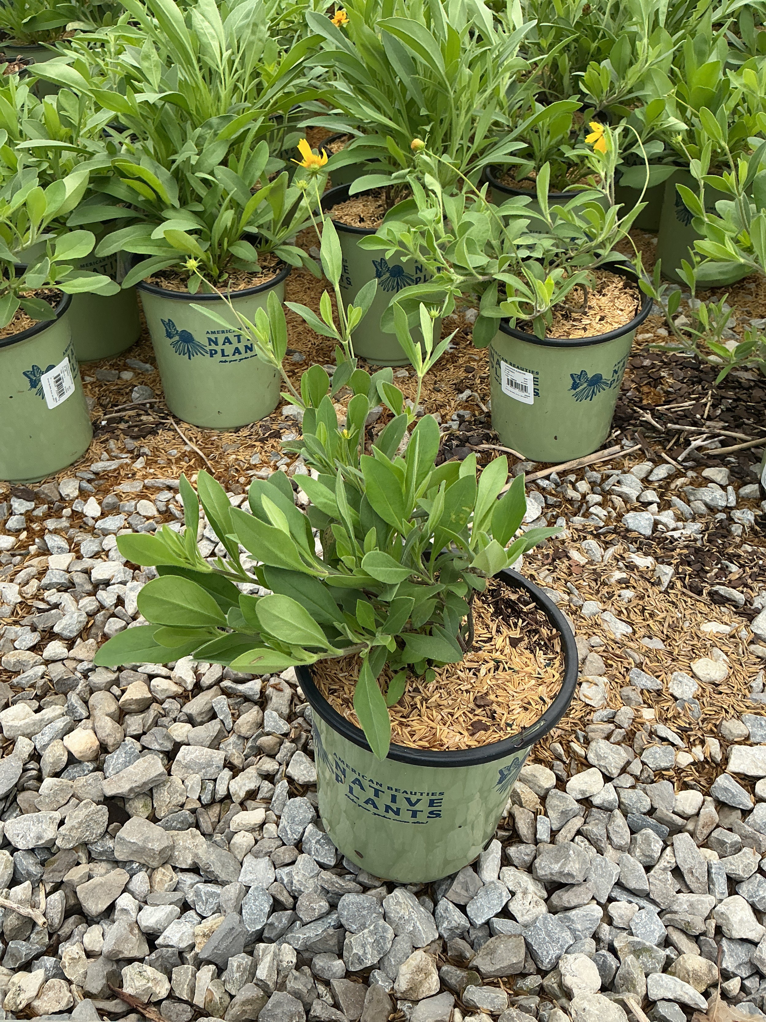 Coreopsis sunshine 'Superman'