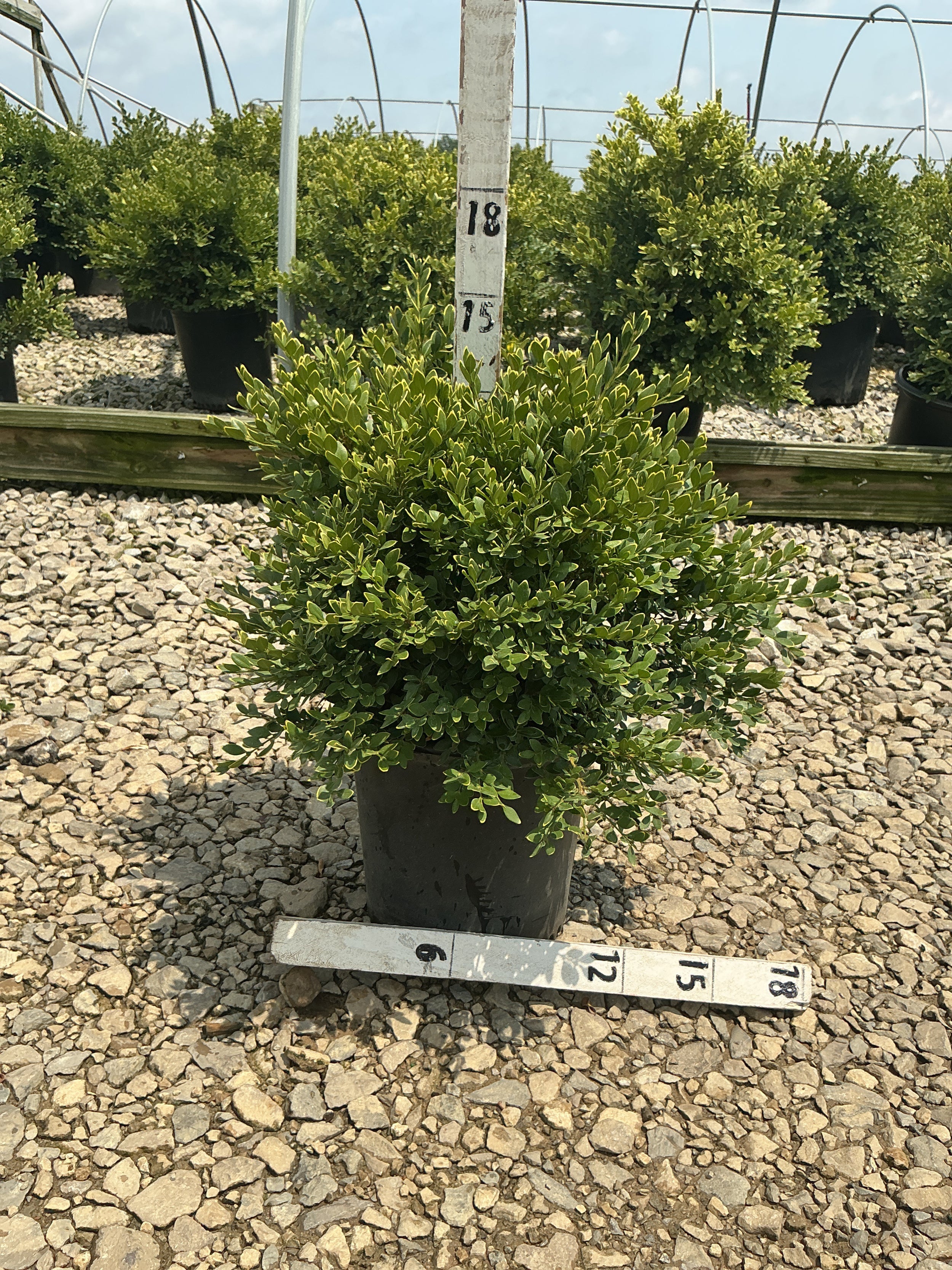 Buxus microphylla 'Green Velvet'