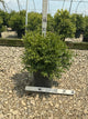 Buxus microphylla 'Green Velvet'