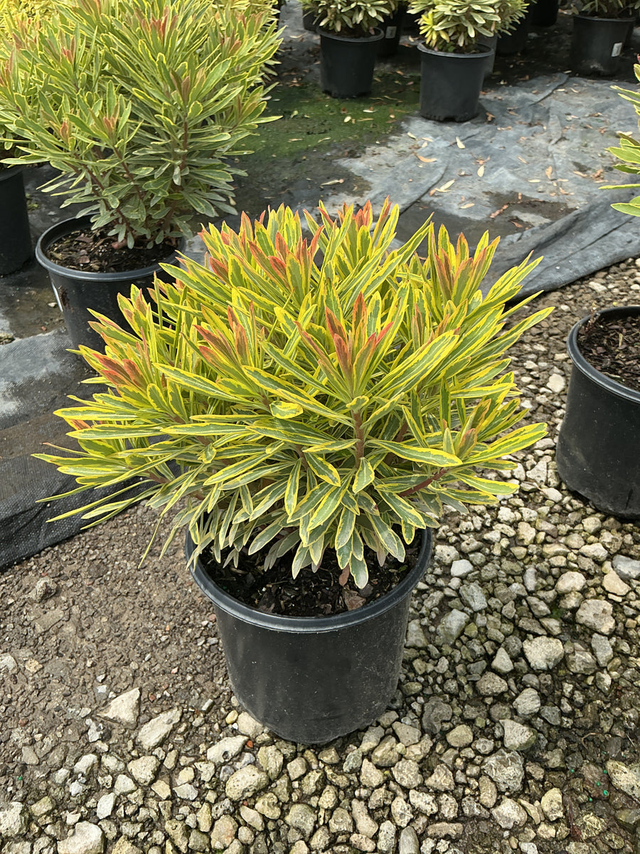Euphorbia x martinii 'Ascot Rainbow' â€” 19CM