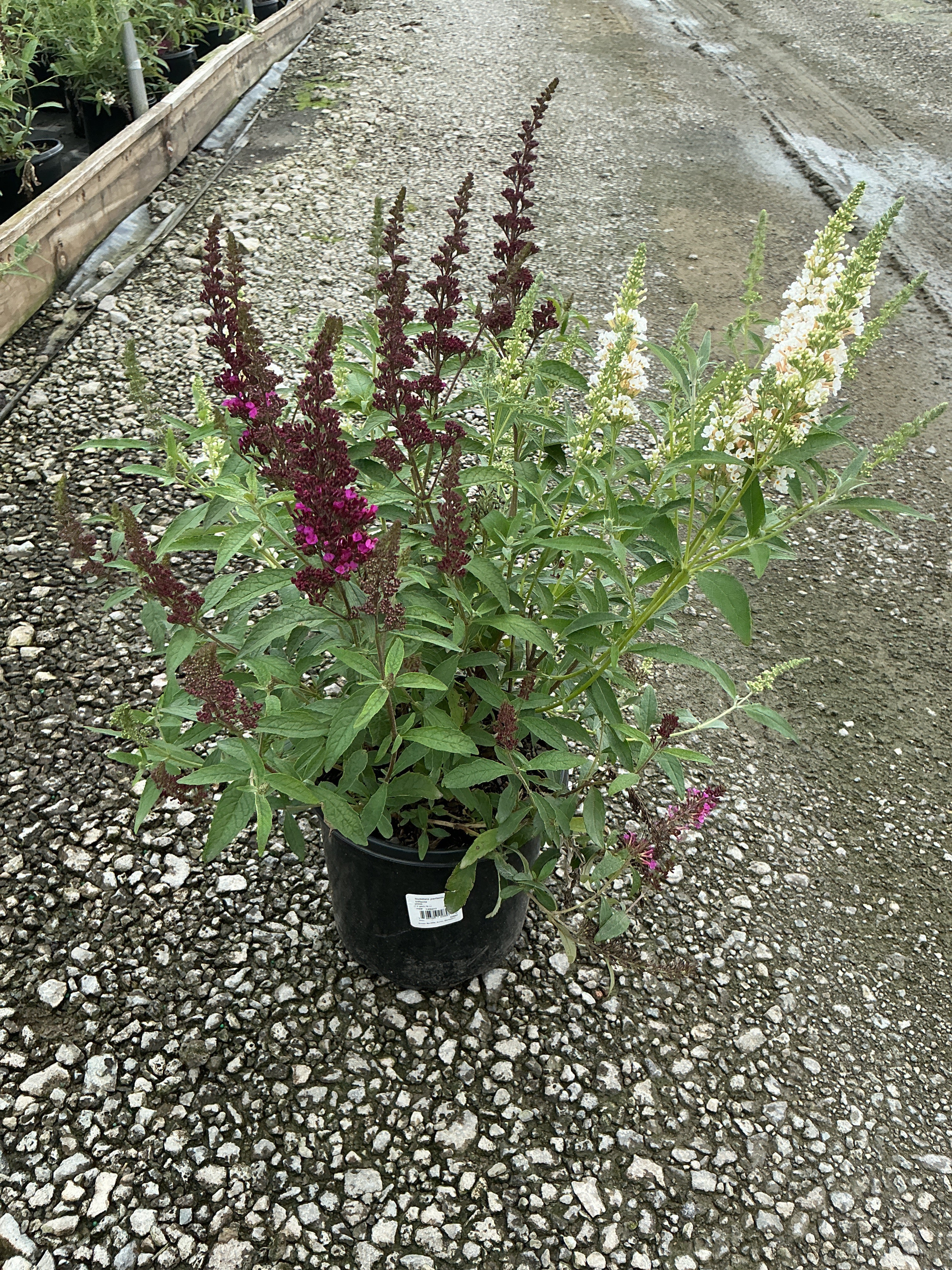 Buddleia davidii BUZZ series ‘Sky Blue’, ‘Hot Raspberry’, “ivory’