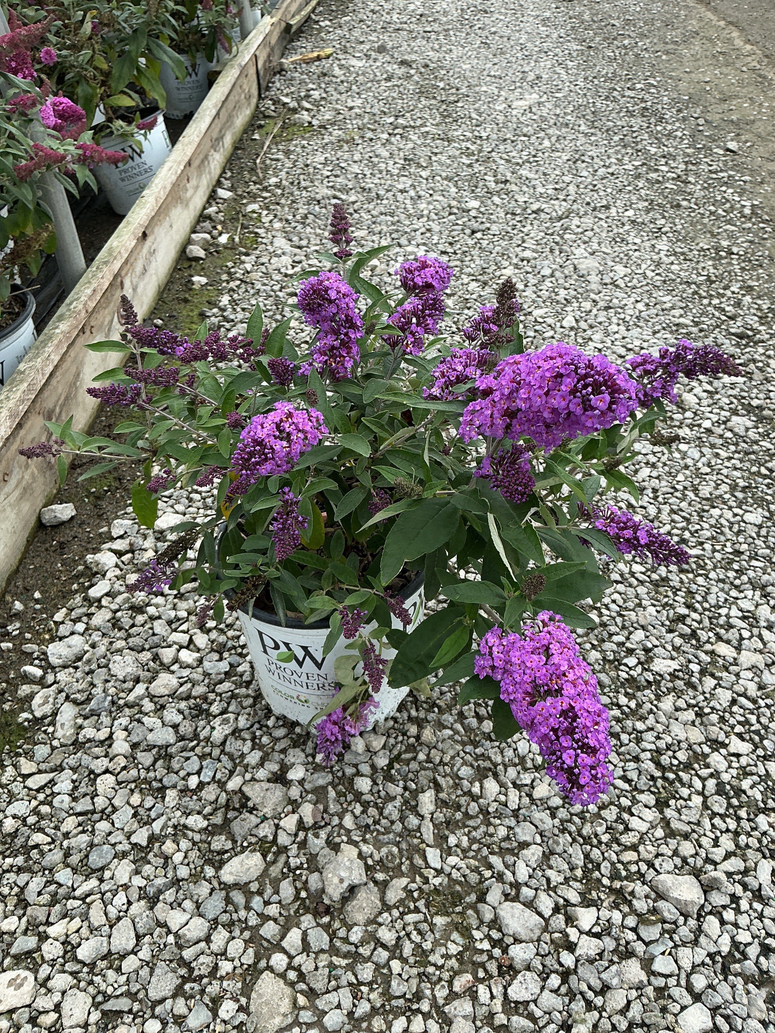 Buddleia 'Pugster Periwinkle'