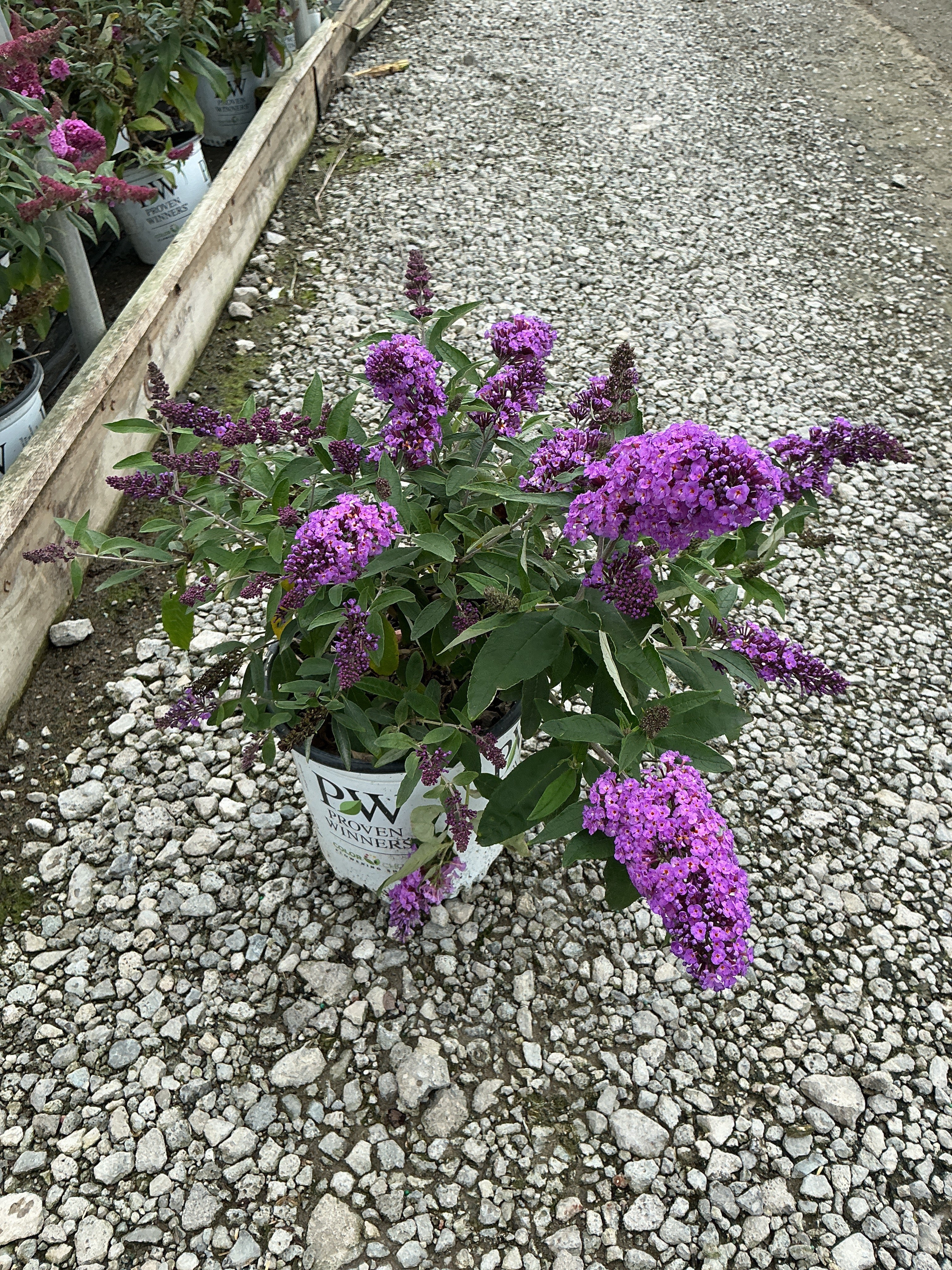 Buddleia 'Pugster Periwinkle'
