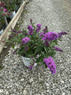 Buddleia 'Pugster Periwinkle'