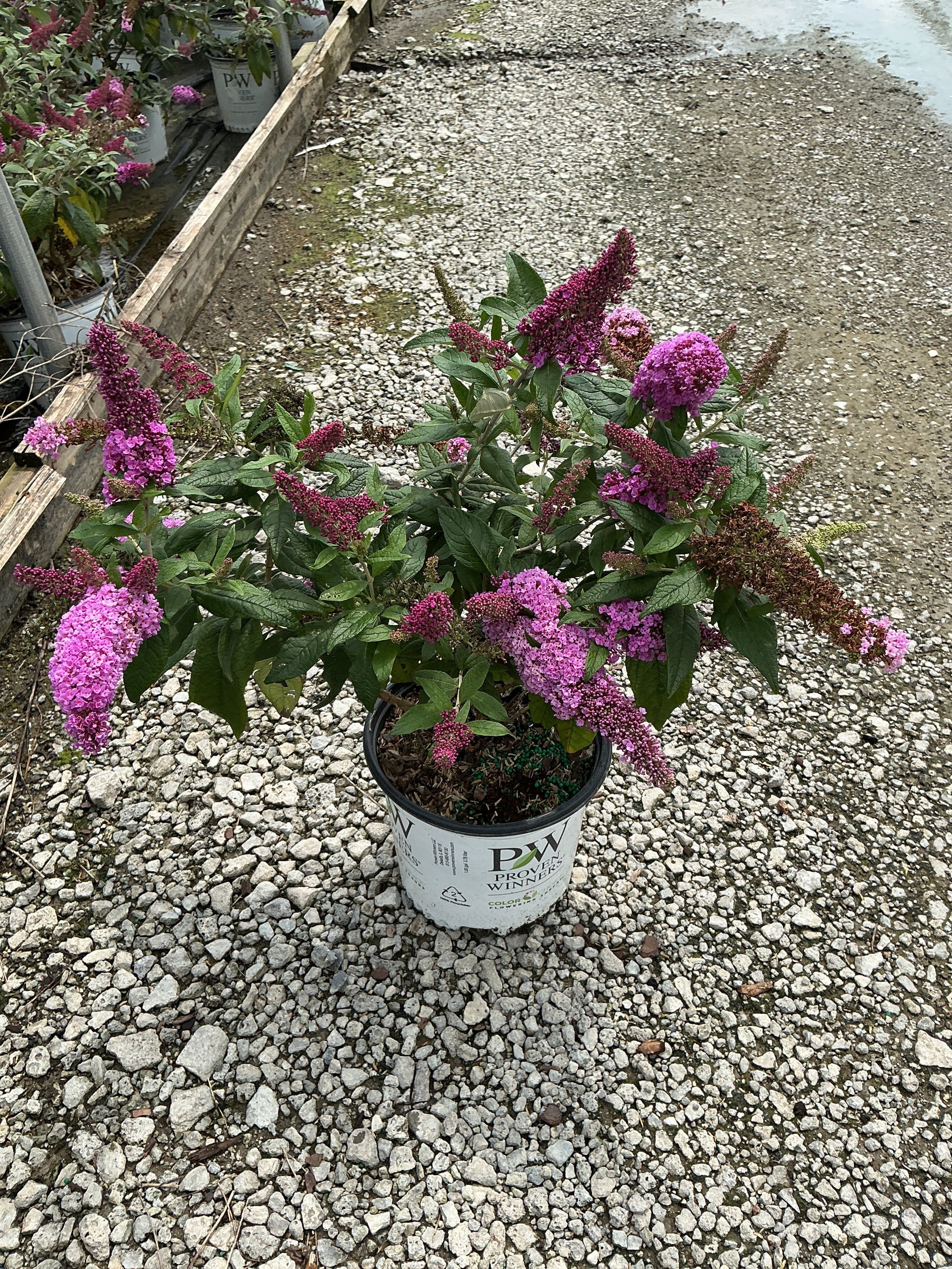 Buddleia 'Pugster Pinker'