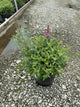 Buddleia davidii ‘Li'l Taffy’ (BotEx 005 PP34703)