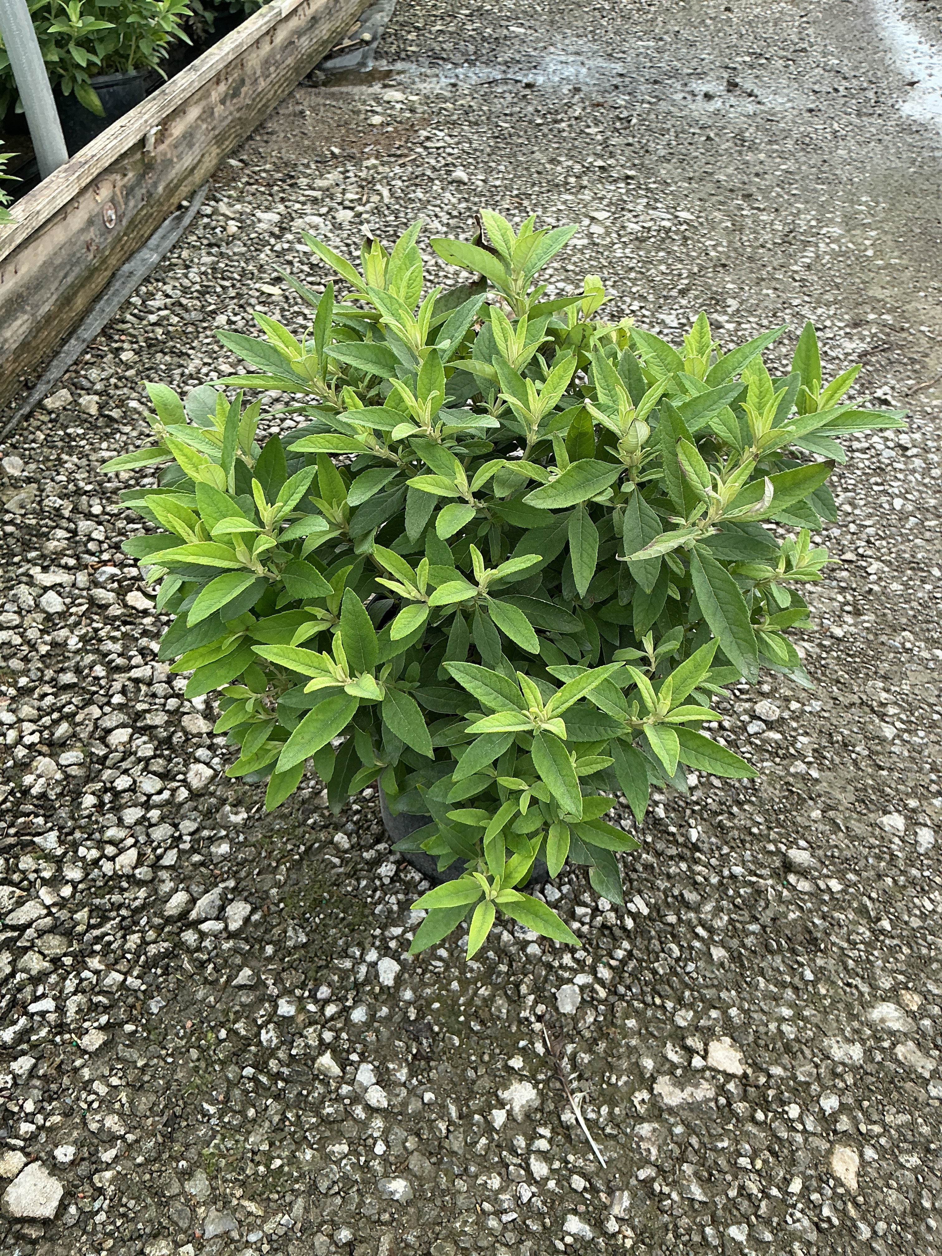 Buddleia davidii ‘Li'l Lavender’ ('BotEx 004')