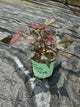 Hibiscus moscheutos 'Midnight Marvel'