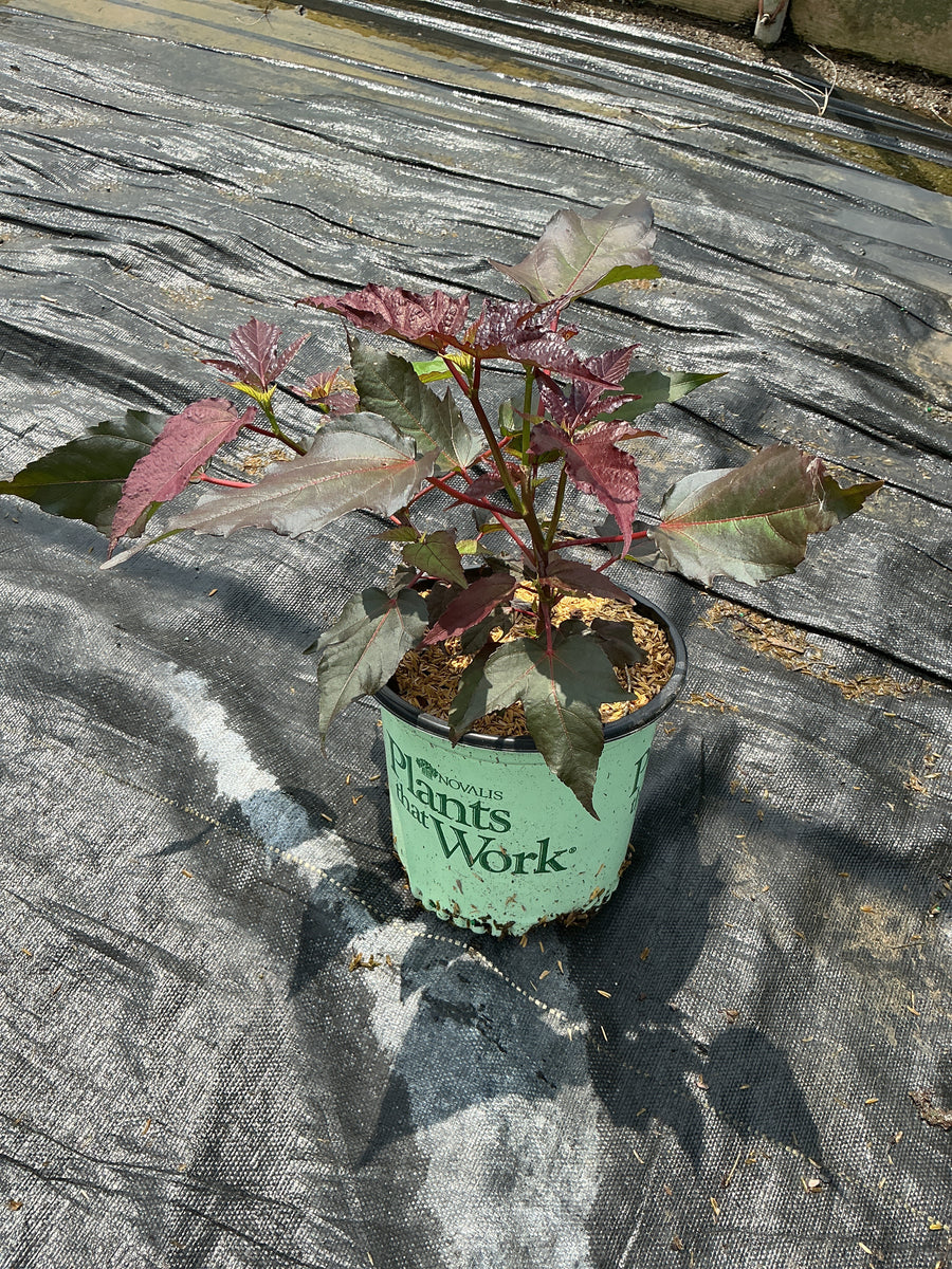 Hibiscus moscheutos 'Midnight Marvel' â€” 19CM