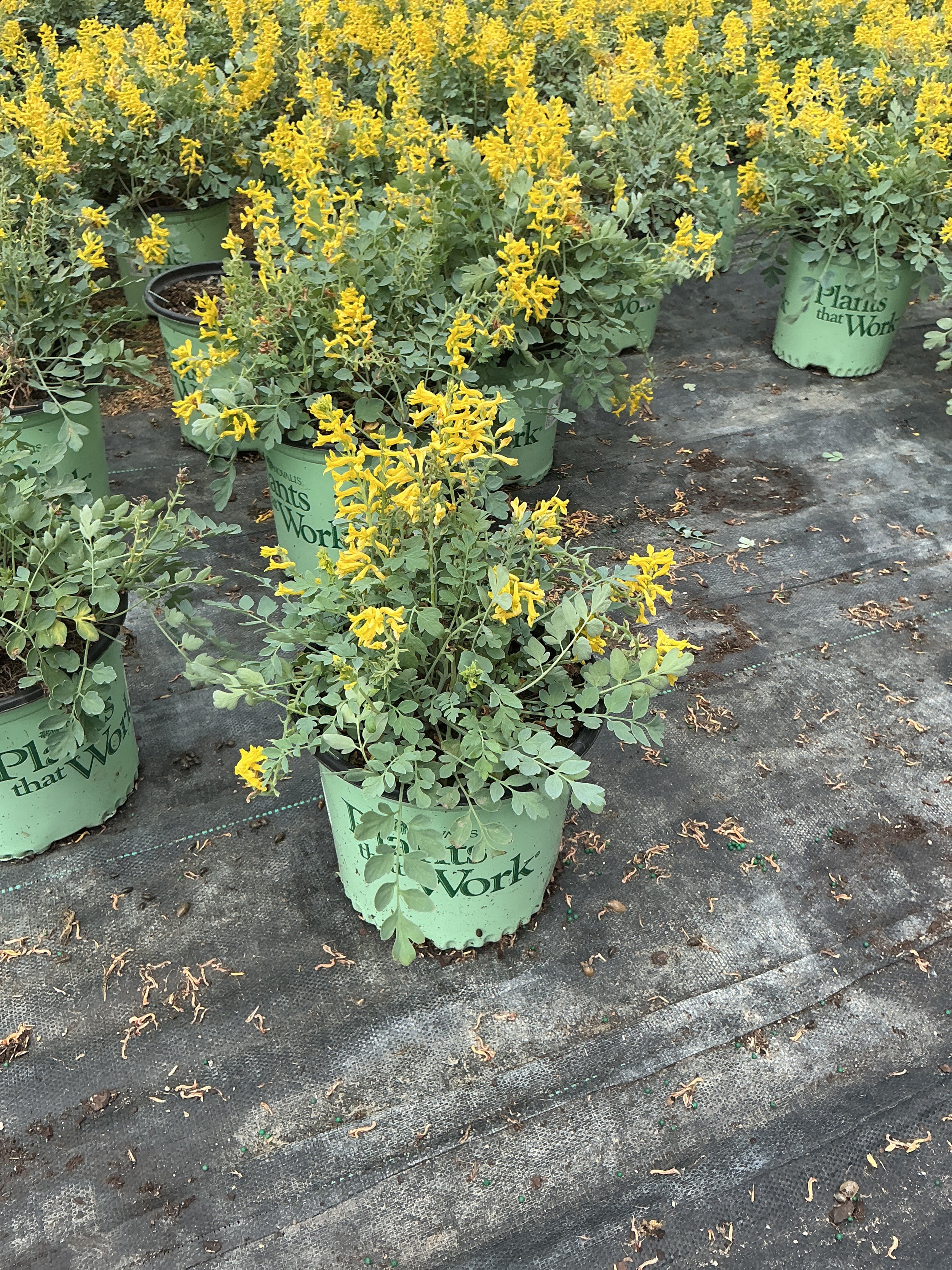 Corydalis canary 'Canary Feathers'