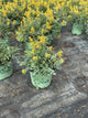 Corydalis canary 'Canary Feathers'