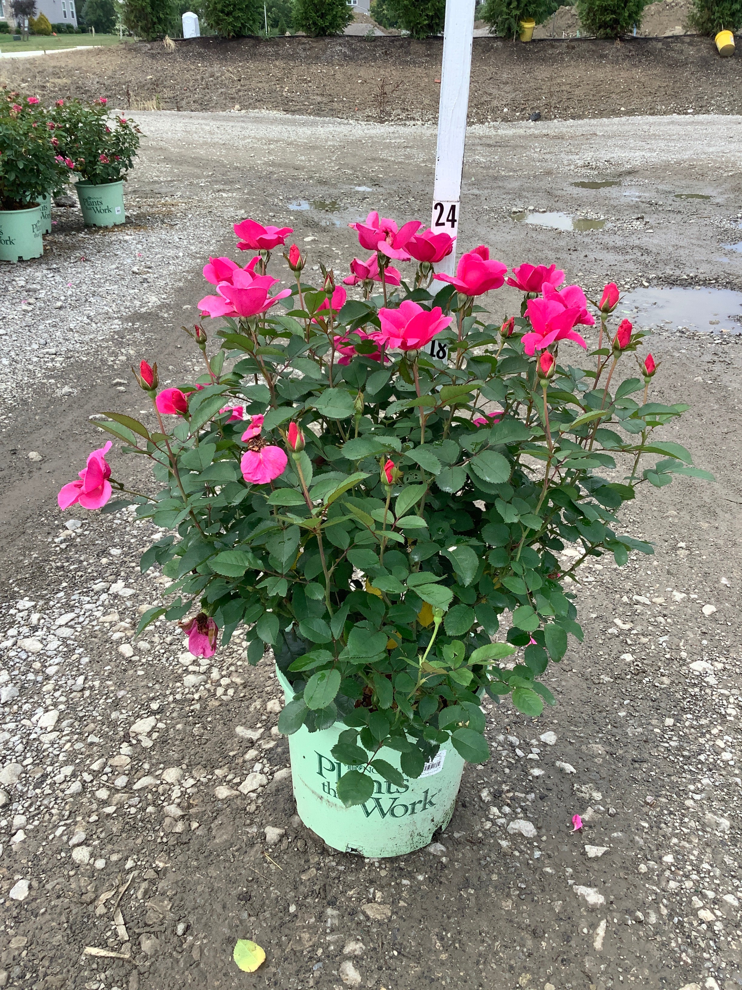 Rosa miracle 'On The Hudson Pink'