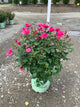 Rosa miracle 'On The Hudson Pink'