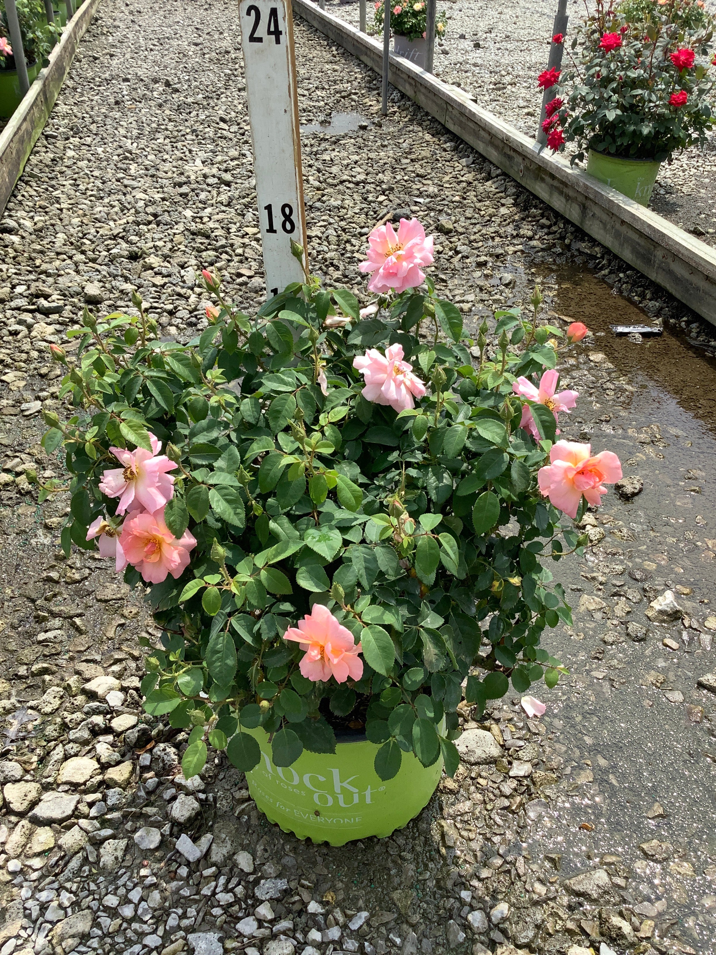Rosa K.O 'Radyod'